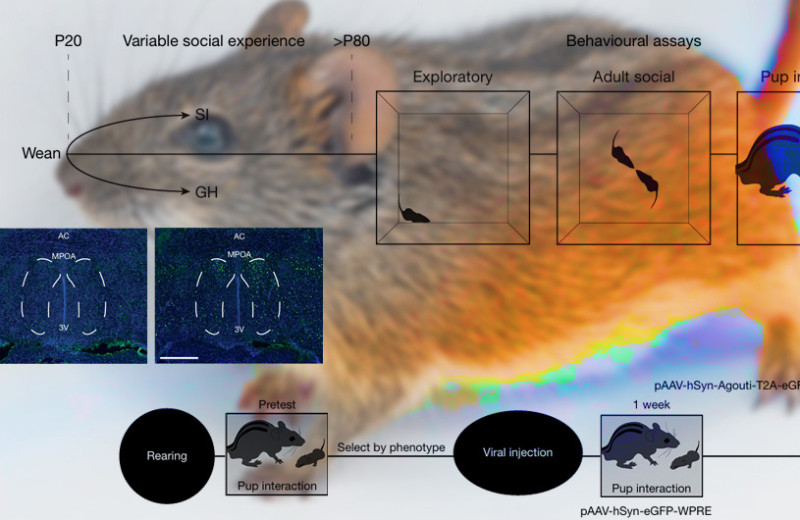 Активность гена agouti отбила у самцов четырехполосых мышей желание заботиться о детенышах