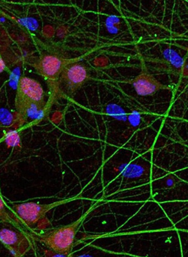 Ученые разработали «световой выключатель» для гормона любви