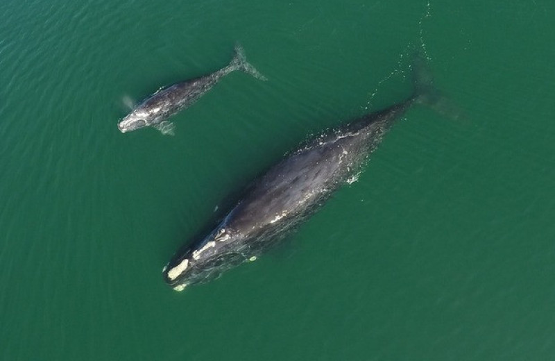 У вымирающих северных гладких китов родилось 14 китят