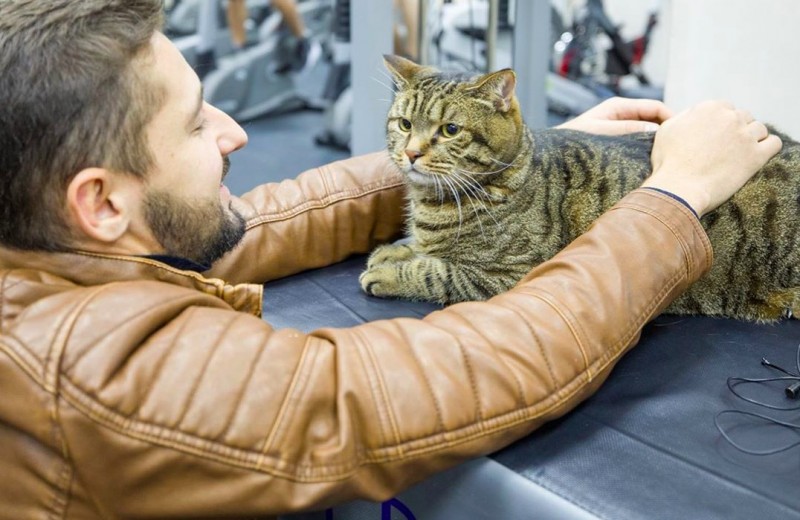 Бизнес с котом Виктором: кто заработает на противостоянии «Аэрофлота» и толстого животного