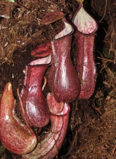 Ботаники описали первое хищное растение с подземными ловчими кувшинчиками