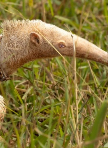 Бразильские зоологи встретили гигантского муравьеда-альбиноса
