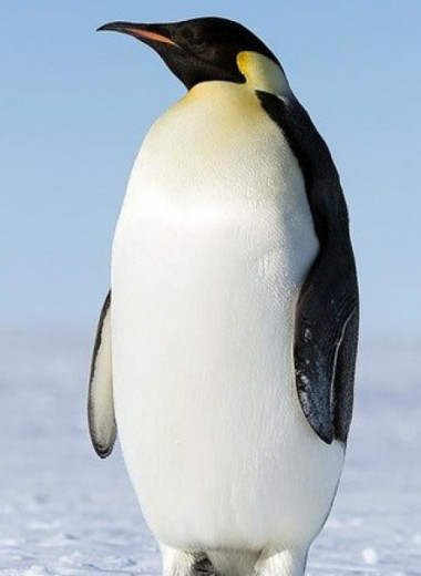 Императорские пингвины в четырех колониях в море Беллинсгаузена потеряли всех птенцов в 2022 году