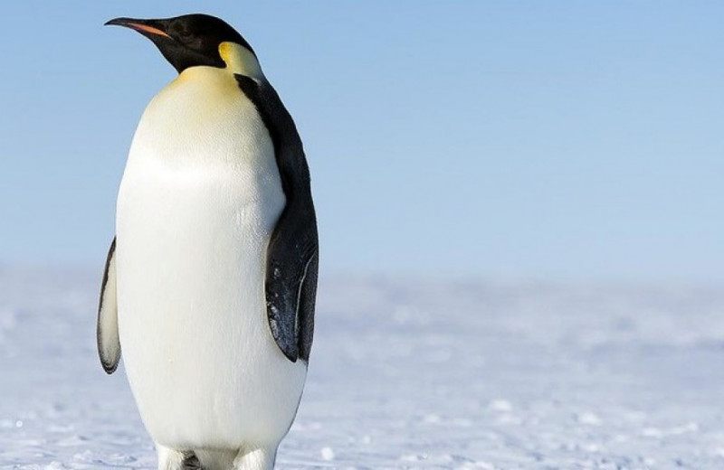 Императорские пингвины в четырех колониях в море Беллинсгаузена потеряли всех птенцов в 2022 году