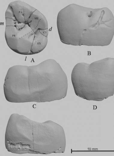 Найденный в Приазовье 61 год назад зуб назвали неандертальским