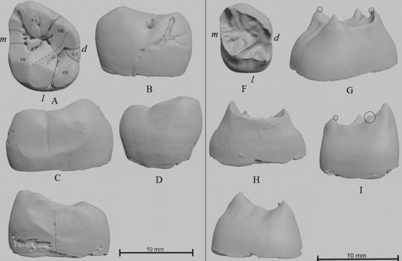Найденный в Приазовье 61 год назад зуб назвали неандертальским