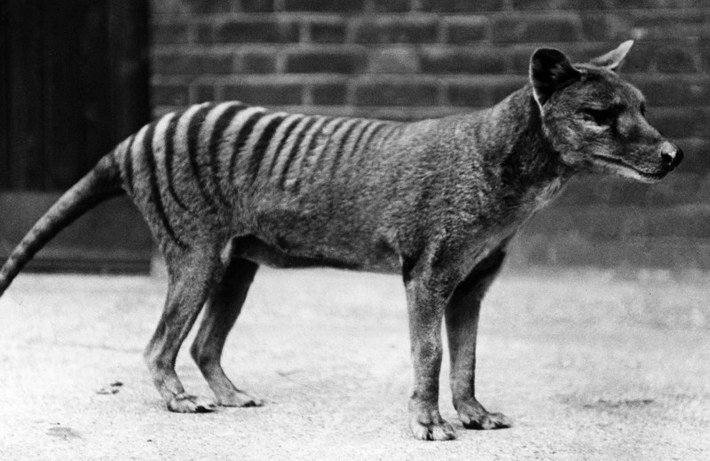 10 животных, которые вымерли благодаря нам за последние 150 лет