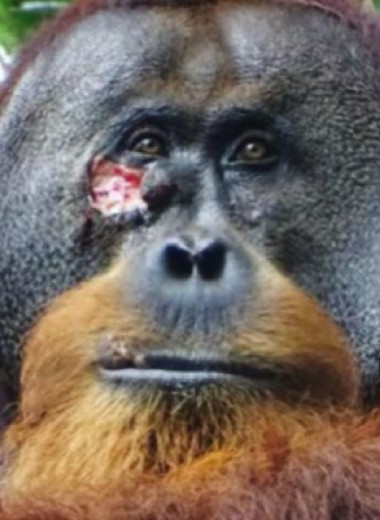 Орангутан полечил свою рану листьями лианы