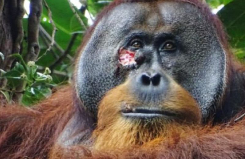 Орангутан полечил свою рану листьями лианы