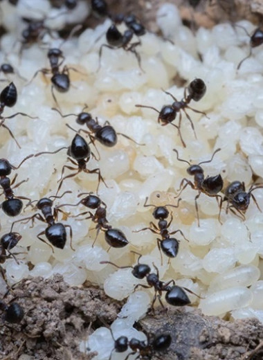 Муравьи питаются молочком, которое дают муравьиные куколки