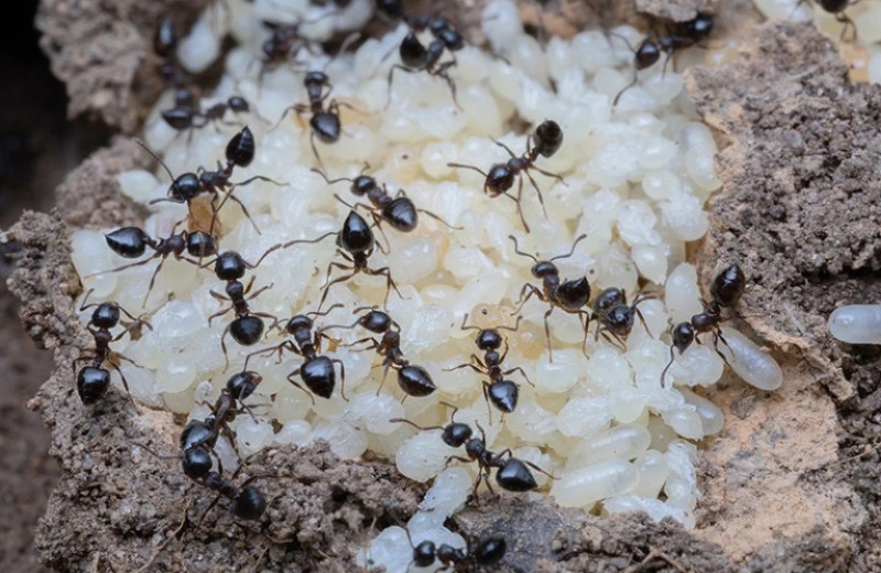 Муравьи питаются молочком, которое дают муравьиные куколки