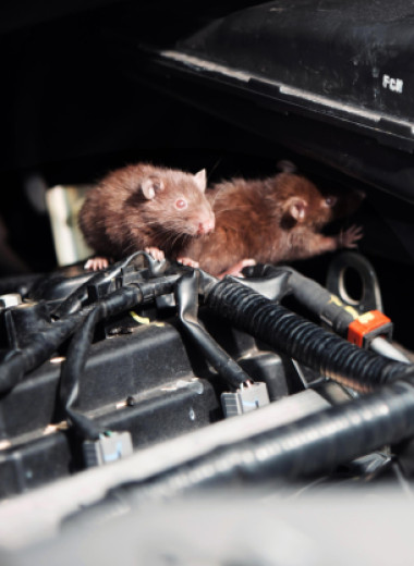Почему крысы на самом деле грызут проводку автомобиля и как это можно предотвратить