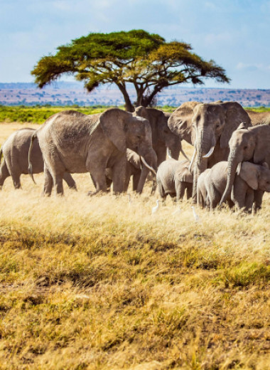 Что общего у слона и голого землекопа? Долгая жизнь! И вот почему