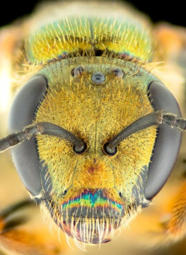 Фиджийские пчелы выиграли от вырубки лесов на главном острове архипелага