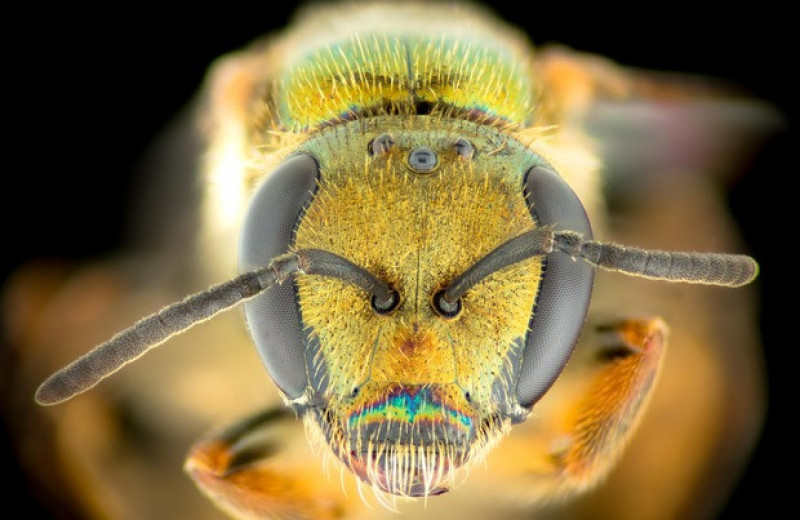 Фиджийские пчелы выиграли от вырубки лесов на главном острове архипелага