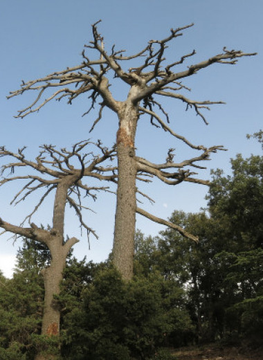 Засухи приведут к массовой замене древесных видов в лесах Земли