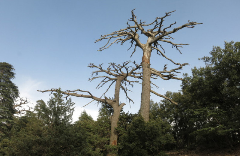Засухи приведут к массовой замене древесных видов в лесах Земли