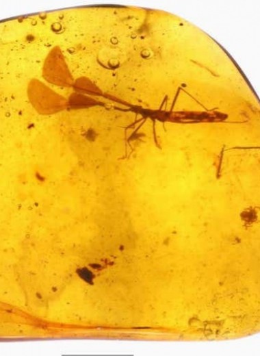В древнем инклюзе нашли насекомое с гигантскими причудливыми антеннами