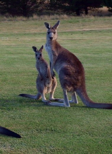 В Австралии начался массовый отстрел кенгуру