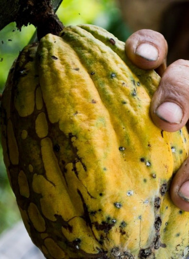 Как биомаркеры какао-бобов помогут избавиться от детского труда