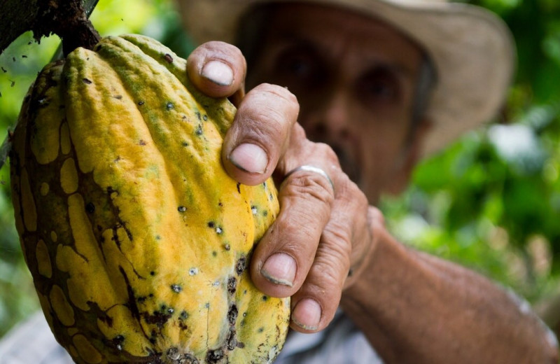 Как биомаркеры какао-бобов помогут избавиться от детского труда