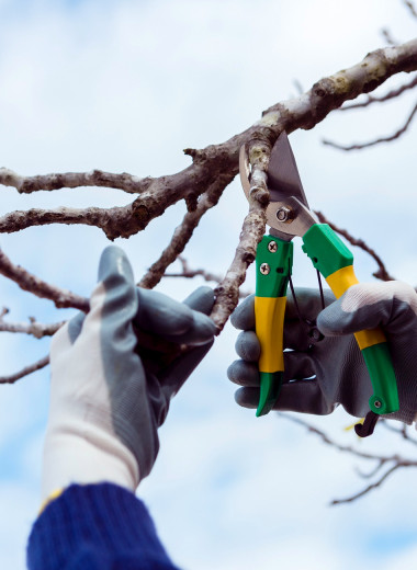 Как правильно обрезать деревья и кустарники весной