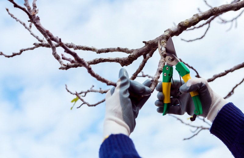 Как правильно обрезать деревья и кустарники весной