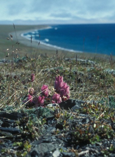 В Арктике обнаружили рекордный выброс метана