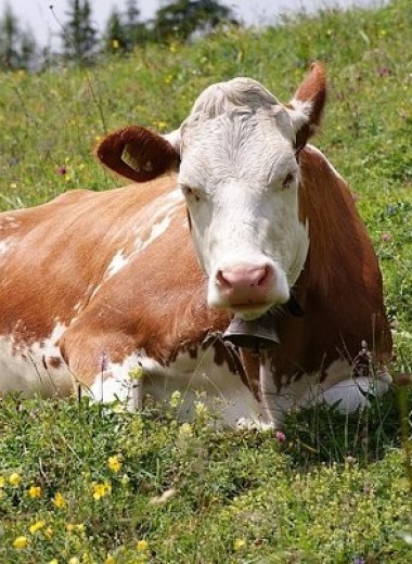 Ученые проследили за бездействующими коровами