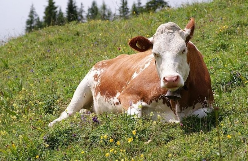 Ученые проследили за бездействующими коровами
