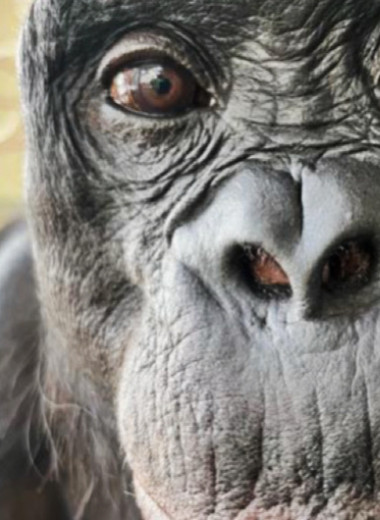 Бонобо Канзи представил себе вымышленные объекты