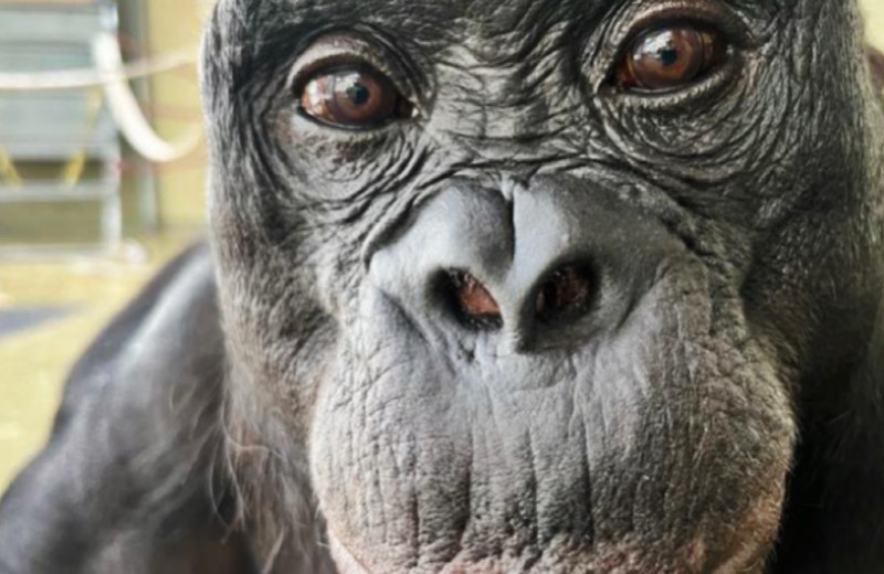 Бонобо Канзи представил себе вымышленные объекты