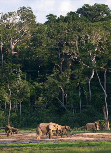 Леса Африки превратились из поглотителей углерода в его источники