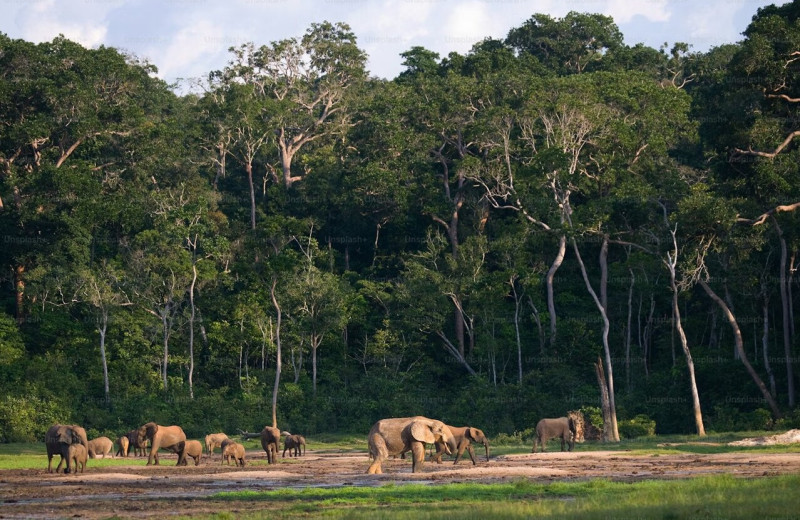 Леса Африки превратились из поглотителей углерода в его источники