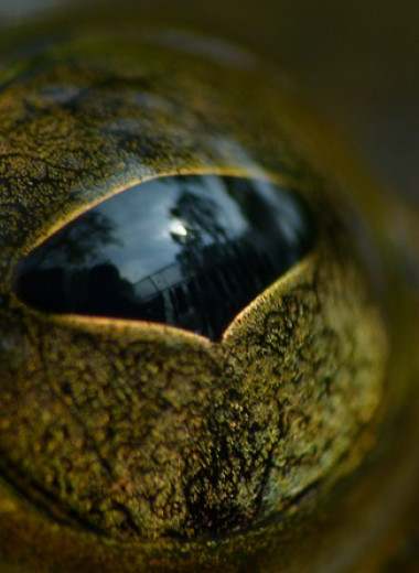Размер лягушачьих глаз связали со средой обитания и суточной активностью
