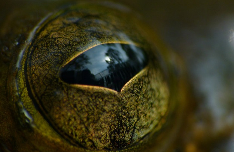 Размер лягушачьих глаз связали со средой обитания и суточной активностью