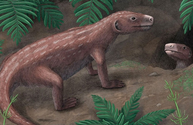 250-миллионная окаменелость показала, как возник слух у предков млекопитающих