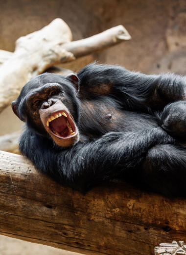 Сложнее, чем кажется: ученые раскрыли ранее неизвестный язык шимпанзе