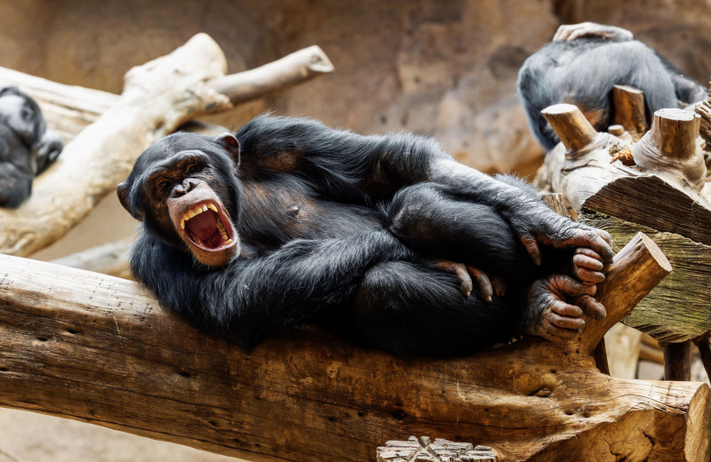 Сложнее, чем кажется: ученые раскрыли ранее неизвестный язык шимпанзе