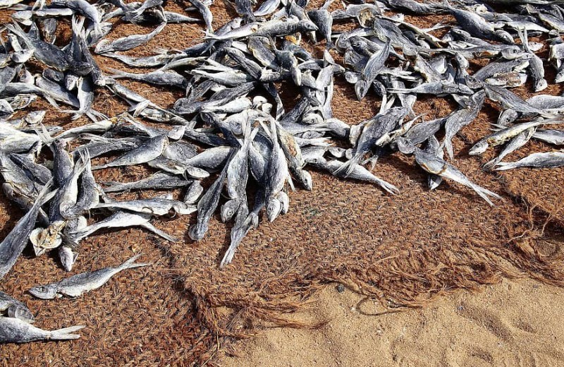 Популяции промысловых рыб и беспозвоночных критически сократились за 60 лет