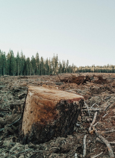Вырубка лесов: причины, последствия и влияние на людей