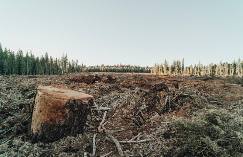 Вырубка лесов: причины, последствия и влияние на людей