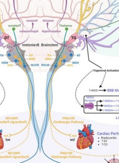 Стимуляция тройничного нерва не облегчила симптомы СДВГ у детей