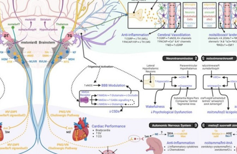Стимуляция тройничного нерва не облегчила симптомы СДВГ у детей