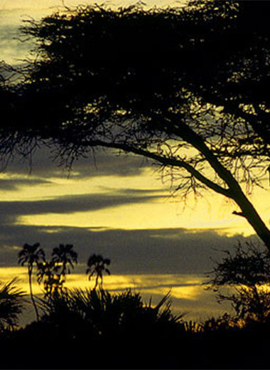 Изoбражая жертву: пигмеи бамбути