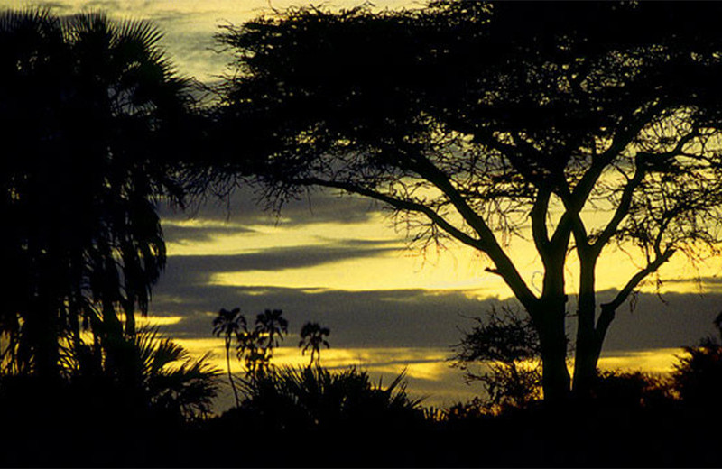 Изoбражая жертву: пигмеи бамбути