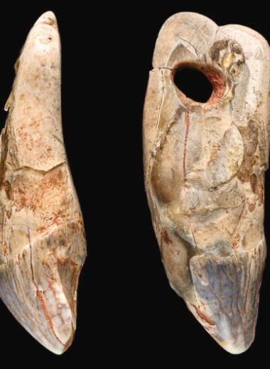 Кроманьонцы сделали подвеску из тюленьего зуба
