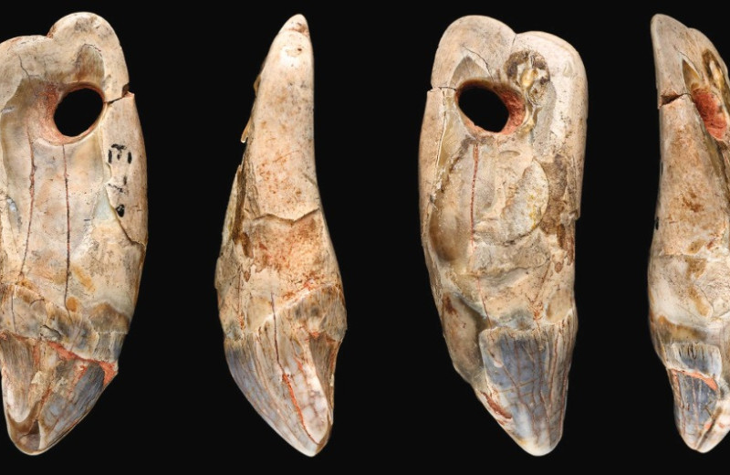 Кроманьонцы сделали подвеску из тюленьего зуба