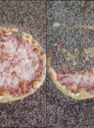 Ученые накормили личинок пиццей: видео