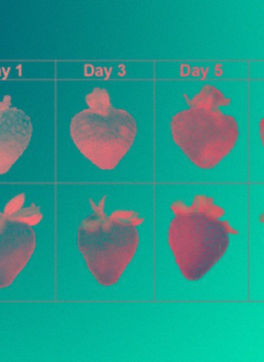 Биокомпозит увеличил срок годности фруктов на неделю